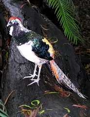 Lady Amherst's Pheasant